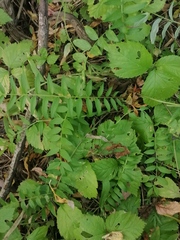 Polemonium caeruleum