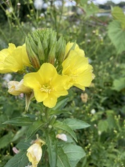 Oenothera pilosella