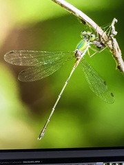 Chalcolestes parvidens