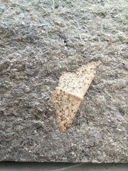Scopula marginepunctata