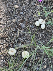 Lycoperdon perlatum