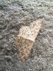 Scopula marginepunctata