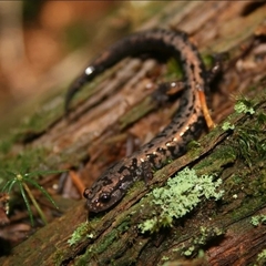 Plethodon welleri
