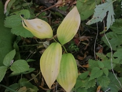 Polygonatum odoratum