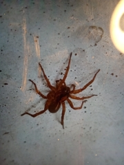 Trochosa