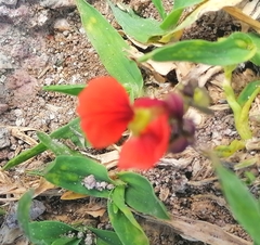 Macroptilium gibbosifolium