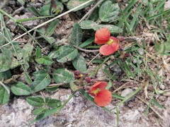 Macroptilium gibbosifolium