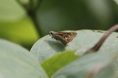 Borbo cinnara