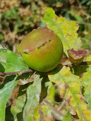 Andricus quercustozae