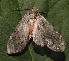 Pseudohemihyalea labecula