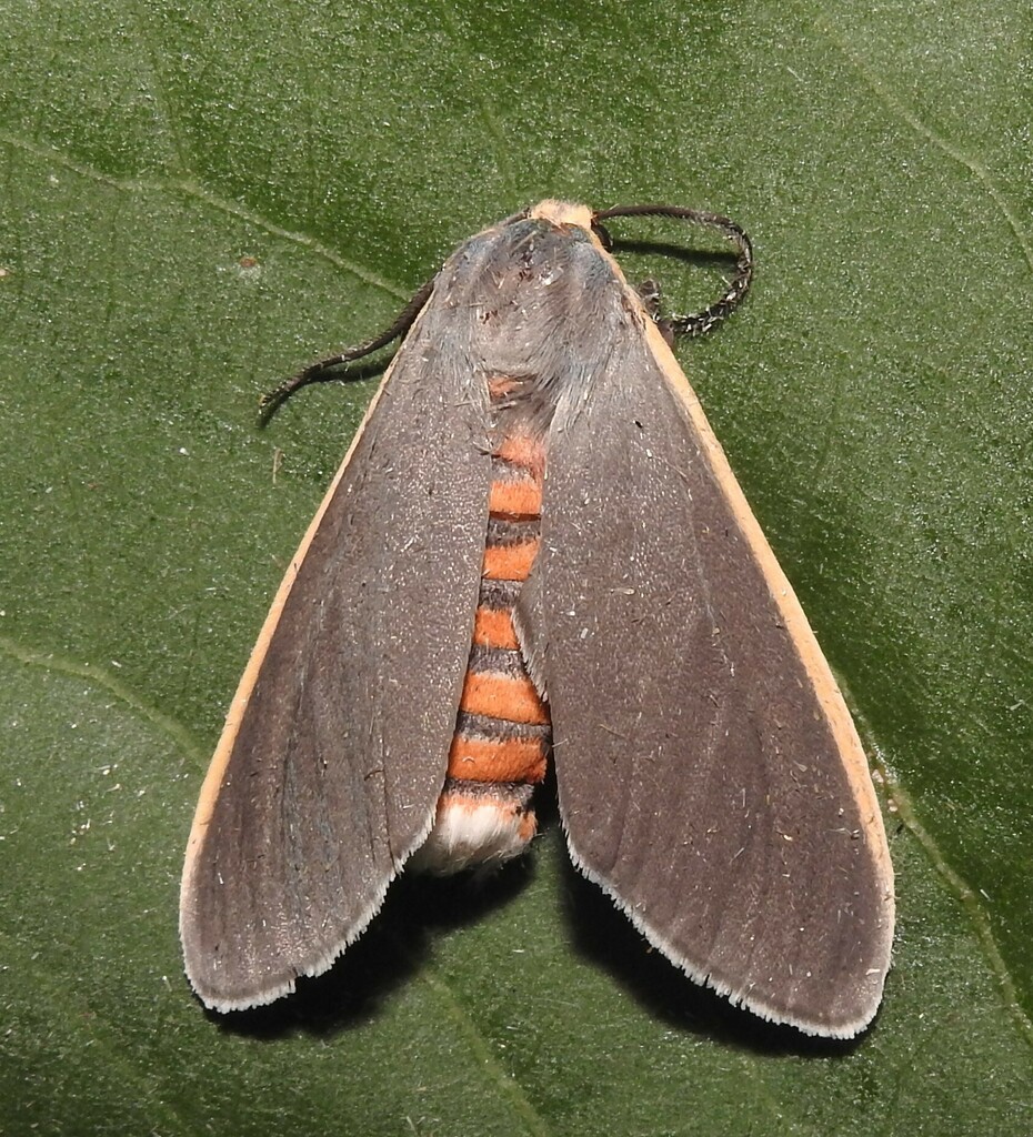 Euchaetes antica