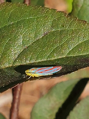 Graphocephala coccinea