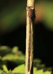 Sympecma fusca