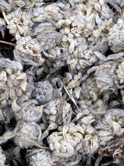 Psilocarphus tenellus