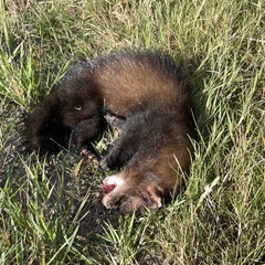 Mustela putorius
