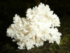 Hericium coralloides