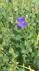 Platycodon grandiflorus