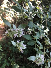 Pycnanthemum albescens