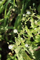 Stellaria aquatica
