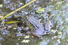 Pelophylax ridibundus