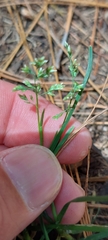 Poa annua