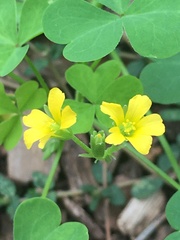 Oxalis dillenii
