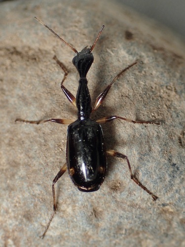Colliuris lioptera photo 3