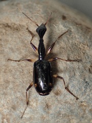 Colliuris lioptera