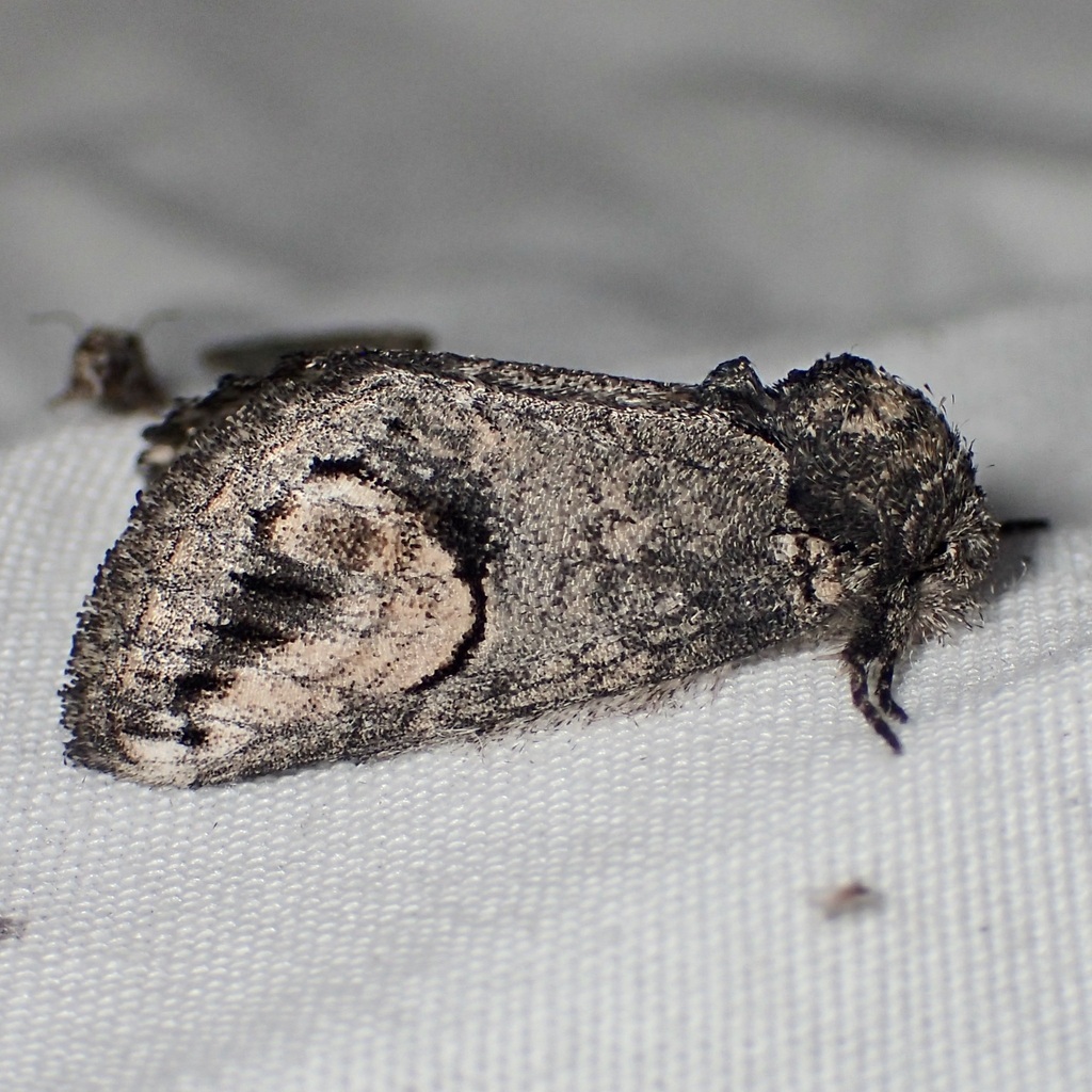 Rifargia ditta