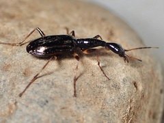 Colliuris lioptera