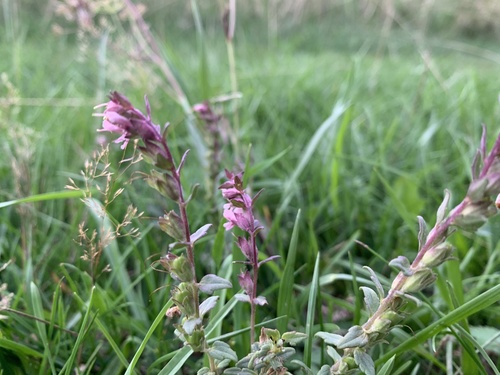 zdravienok jarný (Odontites vernus)
