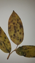 Polygonatum multiflorum