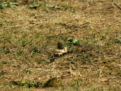 Coenonympha pamphilus