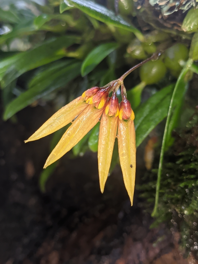 Bulbophyllum muscicola Rchb.f. 2