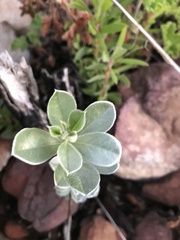 Podalyria sericea