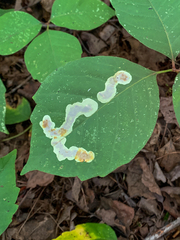 Cameraria guttifinitella