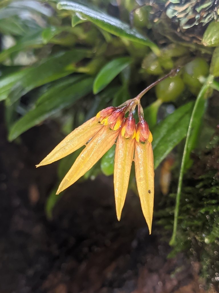 Bulbophyllum muscicola Rchb.f. 3