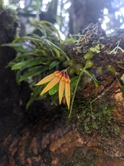 Bulbophyllum