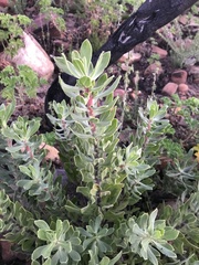 Podalyria sericea
