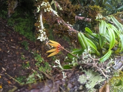 Bulbophyllum