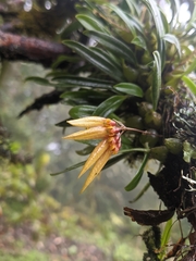 Bulbophyllum
