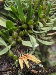 Bulbophyllum