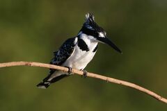 Ceryle rudis rudis