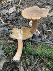 Lactarius helvus
