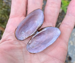 Elliptio complanata