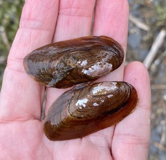Elliptio complanata