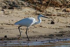 Egretta garzetta garzetta