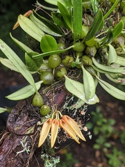Bulbophyllum