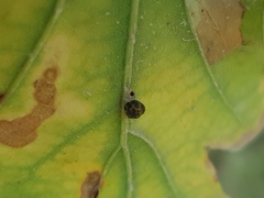 Neuroterus anthracinus