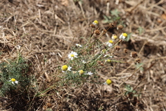 Tripleurospermum inodorum